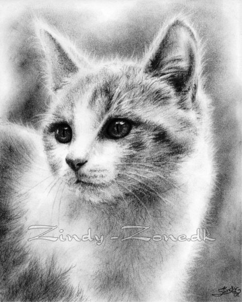 Кошка рисунок карандашом
