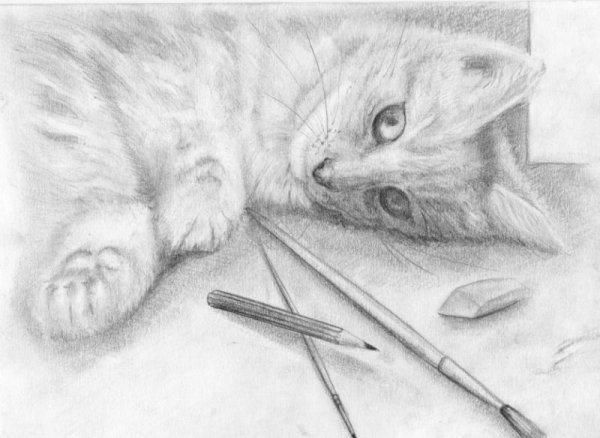 Вислоухий кот карандашом