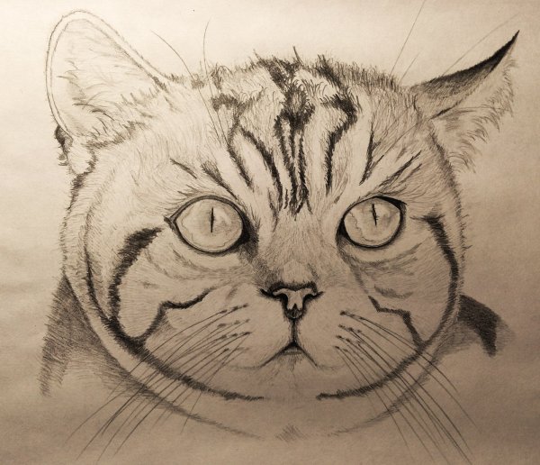 Котик рисунок карандашом