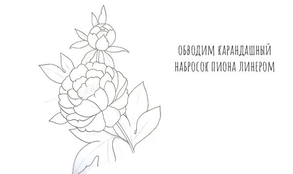 Пионы карандашом