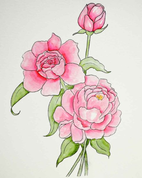 Поэтапное рисование пионов