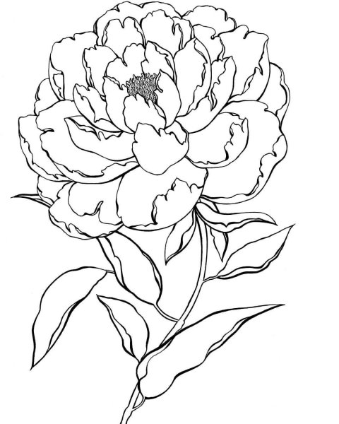 Пионы как рисовать пошагово