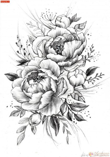 Пион карандашом для начинающих