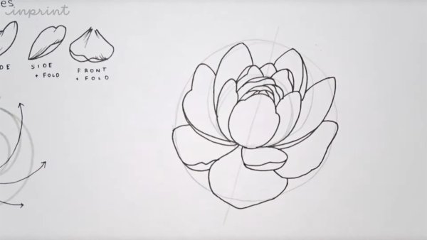 Пионы карандашом легко