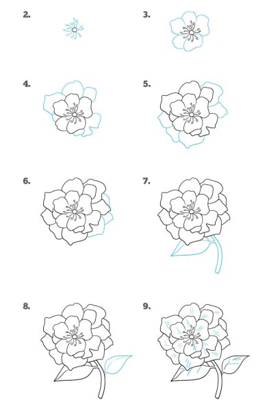 Пион рисунок карандашом для детей