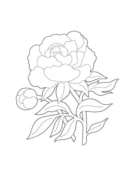 Пион эскиз карандашом