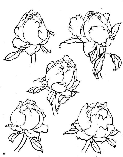 Цветы контур