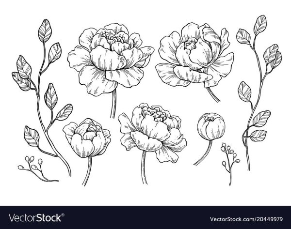 Пион эскиз карандашом