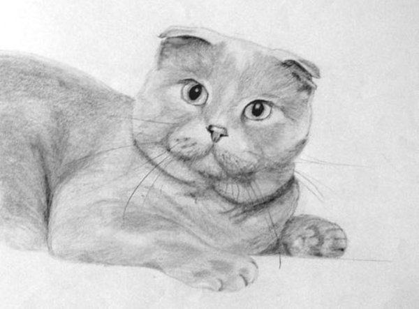 Вислоухий кот карандашом