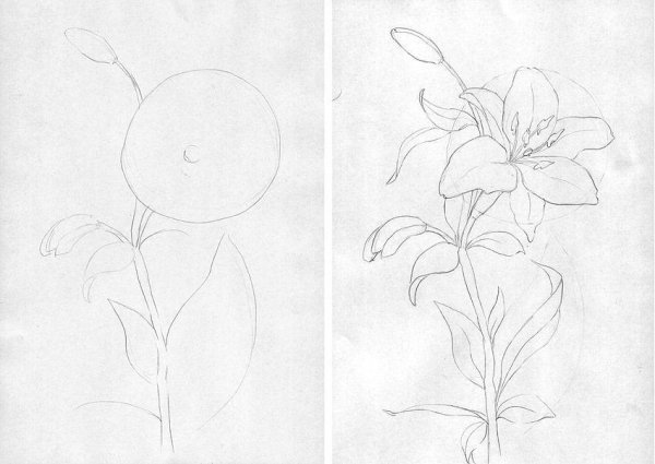 Зарисовки цветов
