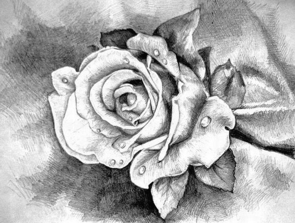 Рисунок розы для срисовки