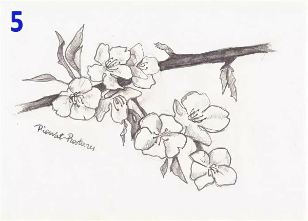 Цветы карандашом