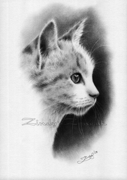 Котёнок рисунок карандашом