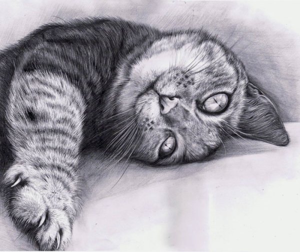 Кошка рисунок карандашом