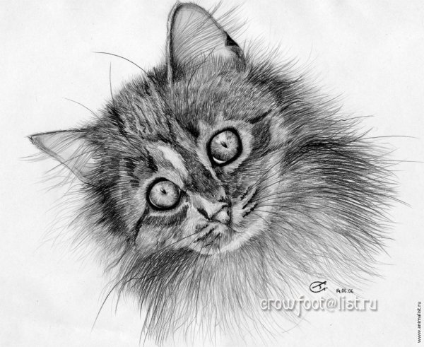 Красивый рисунок кошки карандашом