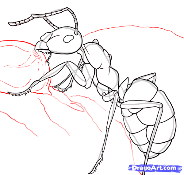 Рисуем насекомых в подготовительной группе