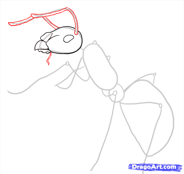 Поэтапное рисование муравья