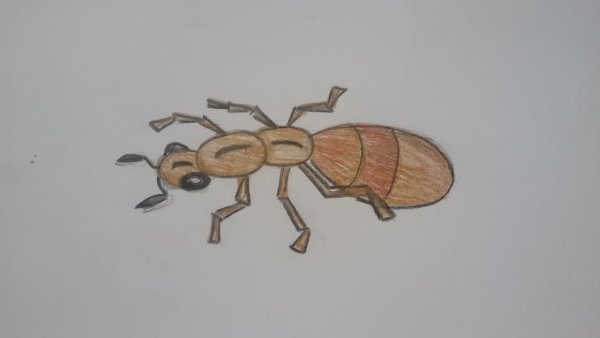 Муравей рисунок для детей карандашом