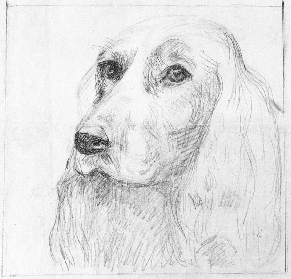 Собаки карандашом очень красиво