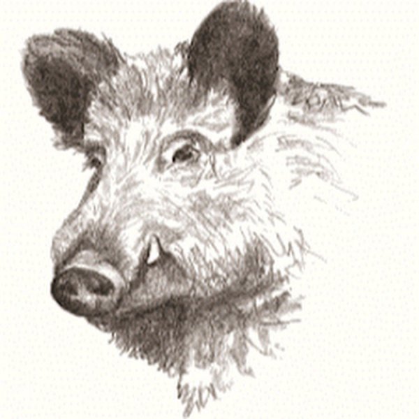 Графическое изображение кабана