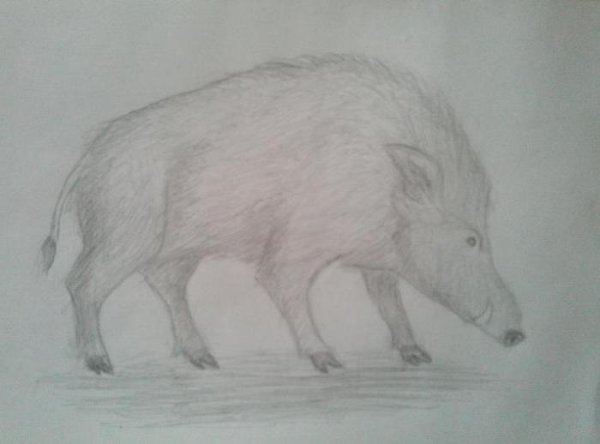 Кабан для срисовки