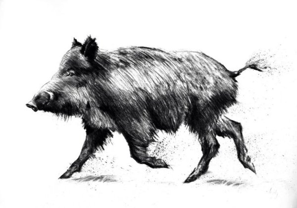 Кабан зарисовка