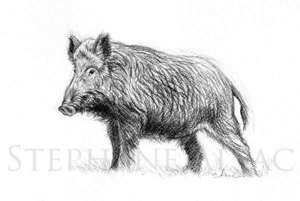 Кабан карандашом