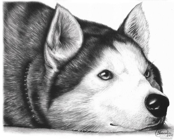 Рисунок собаки для срисовки легкие