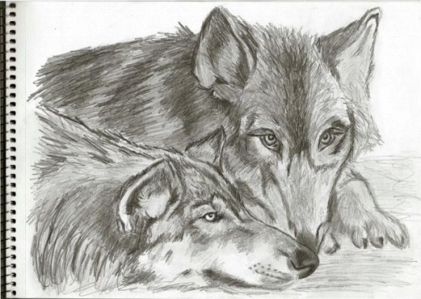 Рисунок волка простым карандашом