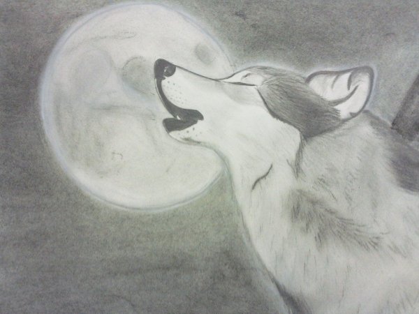 Красивые рисунки карандашом волк