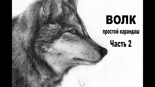 Рисунки карандашом для срисовки грустные волки