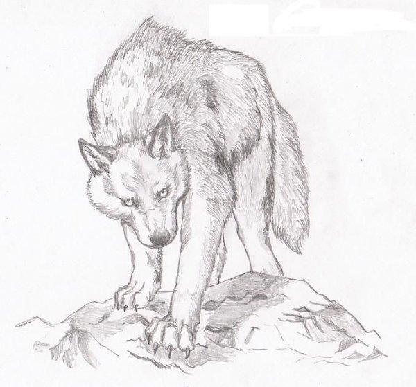 Волк карандашом