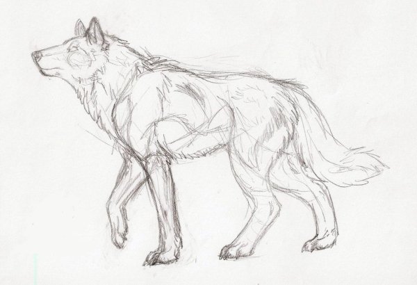 Волк рисунок сложный