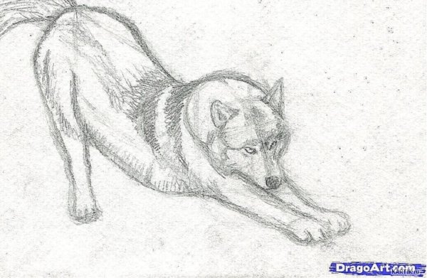 Рисунки Волков карандашом