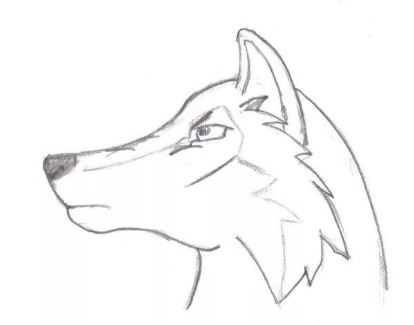 Рисунок волка для срисовки