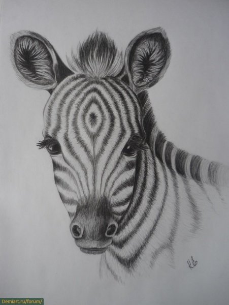 Зебра карандашом