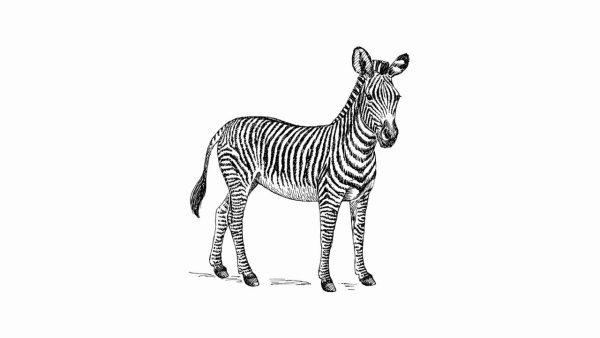 Зебра рисунок легкий