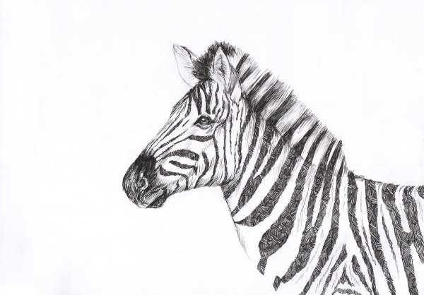 Зебра углем
