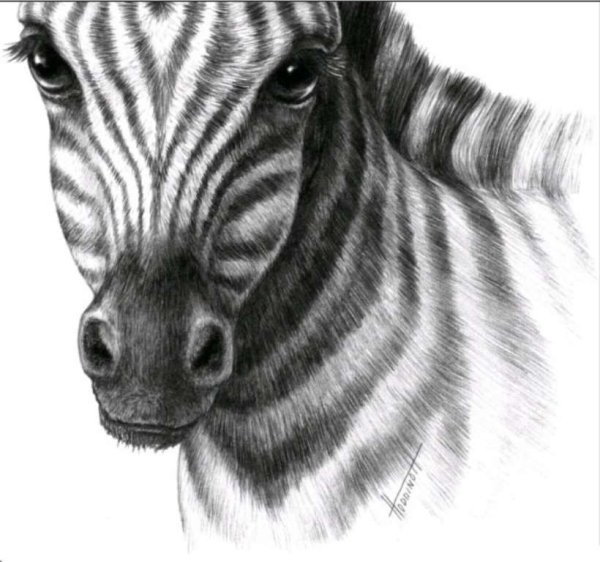 Животные карандашом