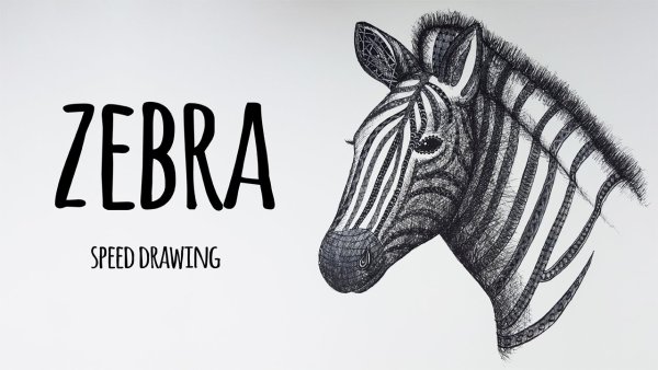 Зебра рисунок легкий