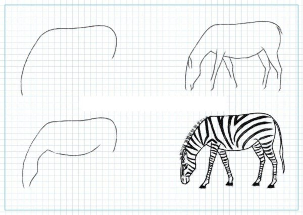 Зебра рисунок поэтапно