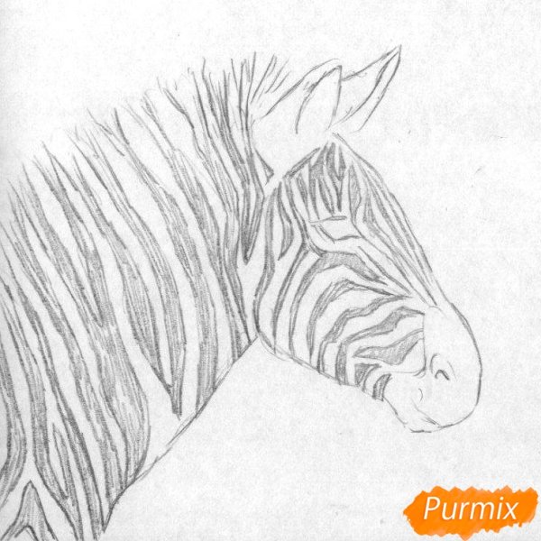 Зебра накрасить карандашом