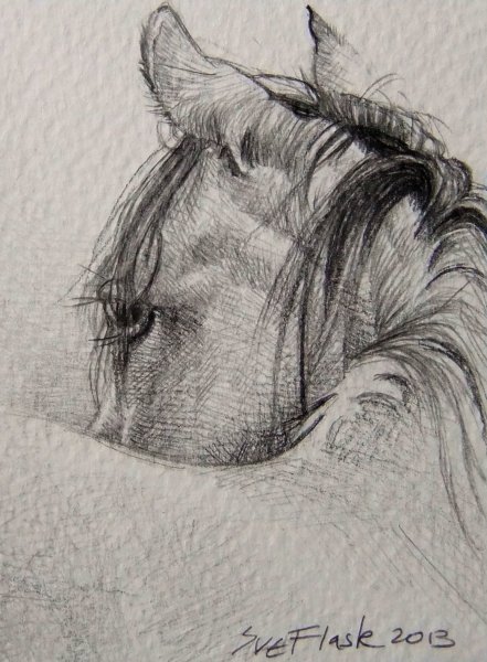Глаз лошади карандашом