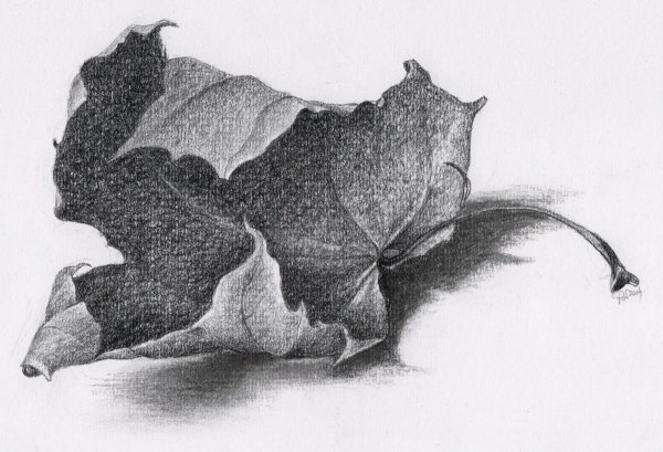 Зарисовки природных форм