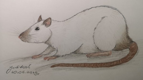 Зарисовки крыс