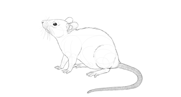 Мышка карандашом