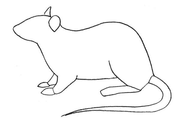 Крыса карандашом