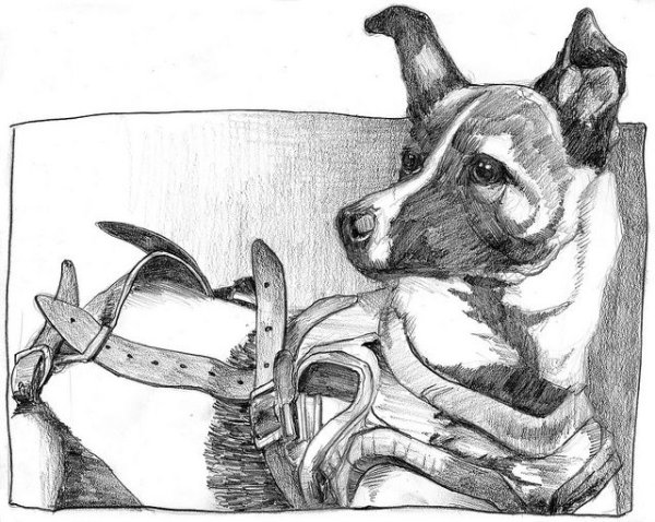 Первые собаки в космосе раскраска