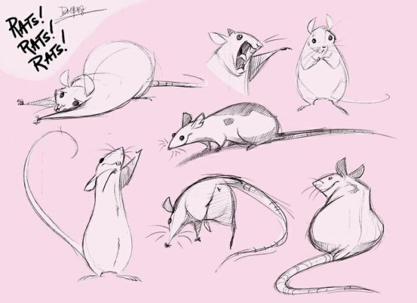 Крысы анатомия референс