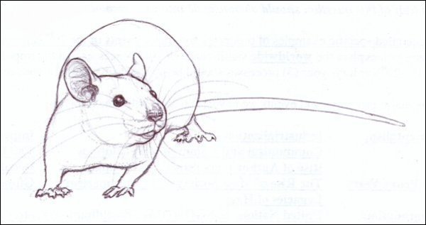 Крыса рисунок карандашом